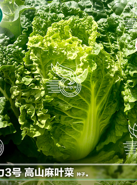 贵州高山麻叶菜种籽火锅白菜种子春夏秋季播蔬菜种孑皱叶大白菜籽