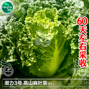 贵州高山麻叶菜种籽火锅白菜种子春夏秋季播蔬菜种孑皱叶大白菜籽