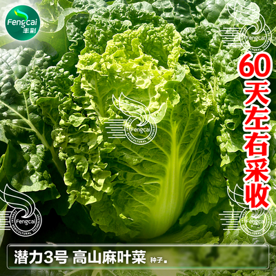 贵州高山麻叶菜种子帝皇菜火锅菜