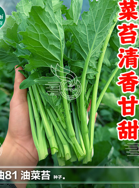 四川油菜苔种子秋季农家蔬菜种籽