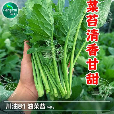 四川油菜苔种子秋季农家蔬菜种籽
