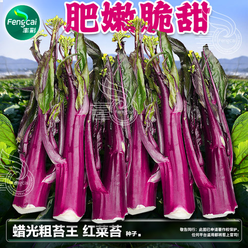 十月紫红油菜苔种子甜菜心红菜薹菜芯秋后播种秋季蔬菜种籽孑大全