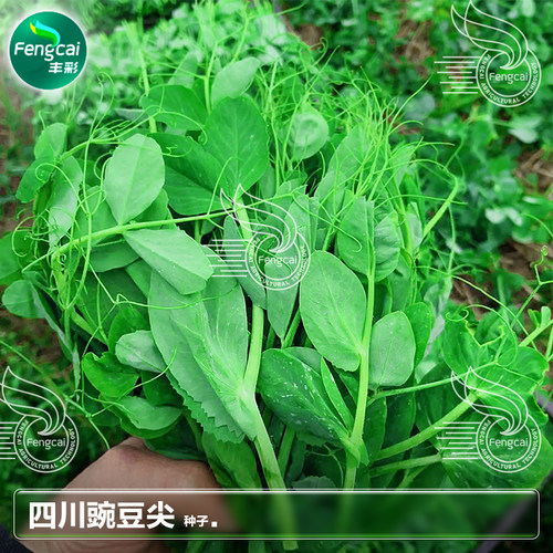 四川豌豆尖种籽豌豆尖种子豌豆苗种子秋季蔬菜种孑豌豆苗种子大全 - 封面