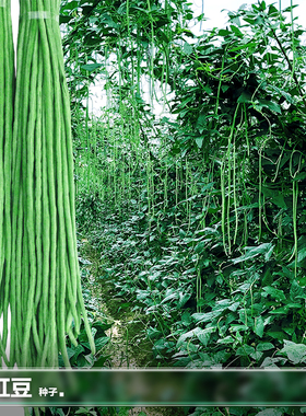 东北春季豇豆种子江豆四季豆油豆角秋季阳台种植蔬籽菜种籽大全孑