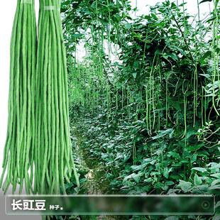 东北春季豇豆种子江豆四季豆油豆角秋季阳台种植蔬籽菜种籽大全孑