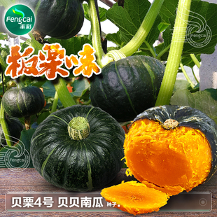 贝贝南瓜种籽子板栗味粉甜小南瓜籽种春季 蔬菜籽种孑大全 阳台四季