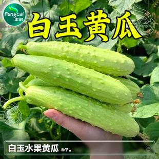 白玉水果小黄瓜种子海阳白黄瓜种籽苗秧苗阳台盆栽四季蔬菜籽种孑