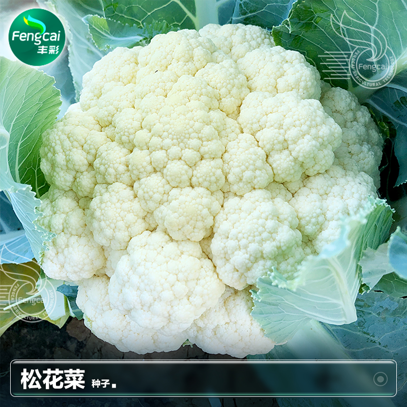 有機花菜種籽家庭陽臺種植蔬菜