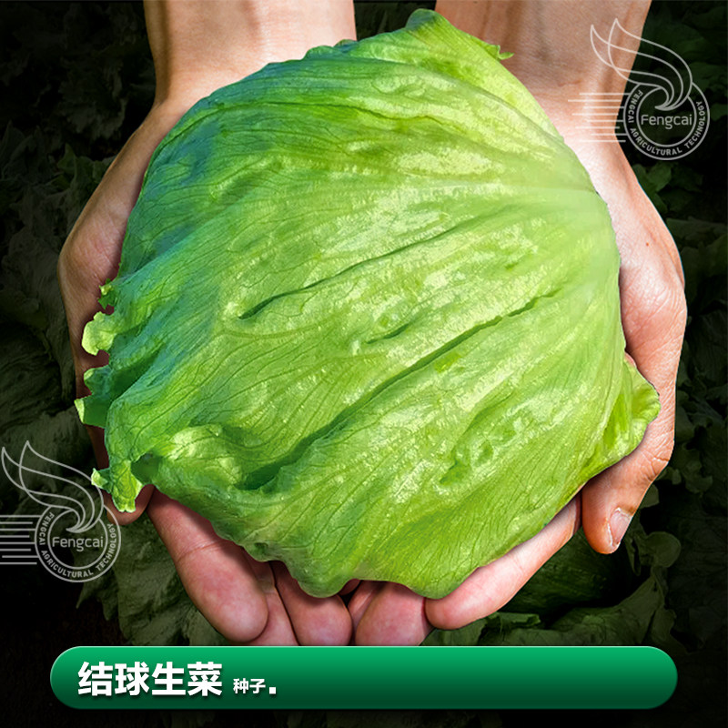 奶油球生菜苗种子种籽秋季南方阳台种植四季蔬菜籽疏菜种孑子大全