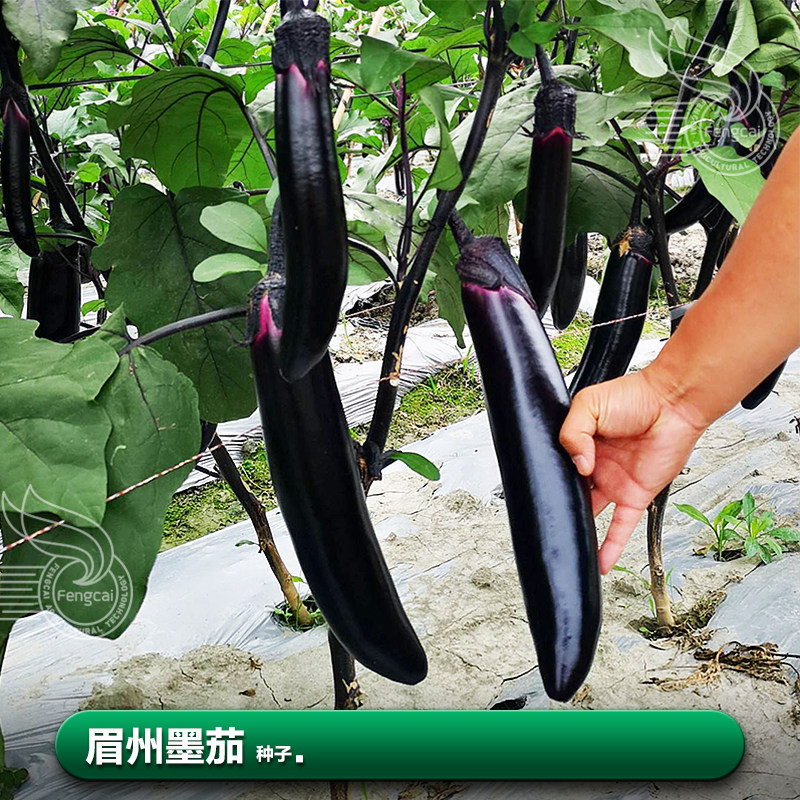 墨茄种子秋茄子长茄种 子籽树苗夏季四季南方种植蔬菜种籽孑大全,鲜花速递/花卉仿真/绿植园艺,家庭园艺种子,淘宝优惠券,粉丝福利购,淘宝优惠卷