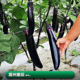 墨茄种子秋茄子长茄种 子籽树苗夏季四季南方种植蔬菜种籽孑大全