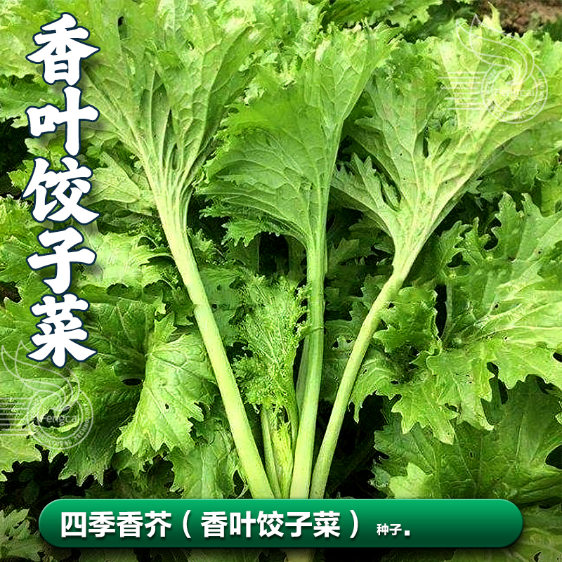香芥菜种子四季香叶芥南方饺子菜