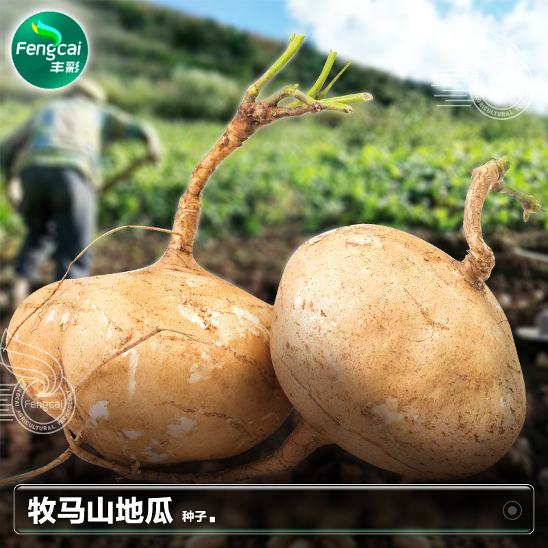 牧马山地瓜种子种籽高产凉薯四季疏菜春季夏季水果蔬菜籽种孑大全