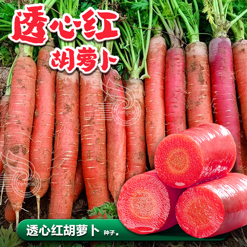 透心红水果胡萝卜种子秋季可生吃