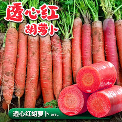 透心红胡萝卜种子水果胡萝卜种籽秋季种植蔬菜种籽红萝卜籽孑大全