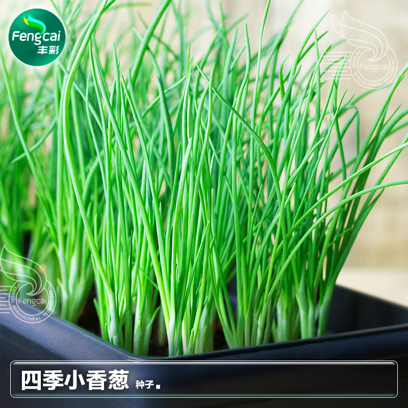 正宗四川小香葱种子香味浓产量高