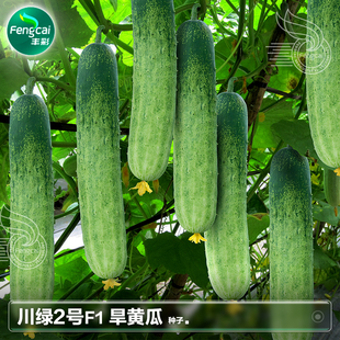 春季旱黄瓜种籽子莱籽青瓜种子苗阳台蔬菜种老品种黄瓜籽种孑大全