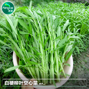 白梗柳叶空心菜种子种籽蕹菜通菜耐热四季阳台种植蔬菜籽种孑大全