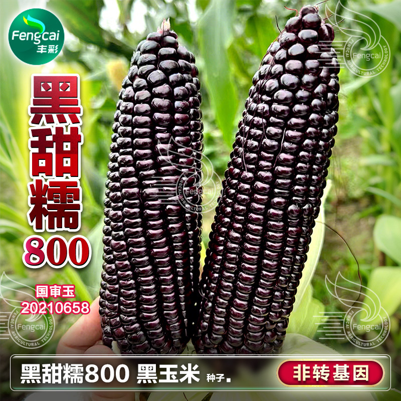 黑玉米种子种籽超高产甜糯水果甜黑玉米种非转基因蔬菜籽种孑大全
