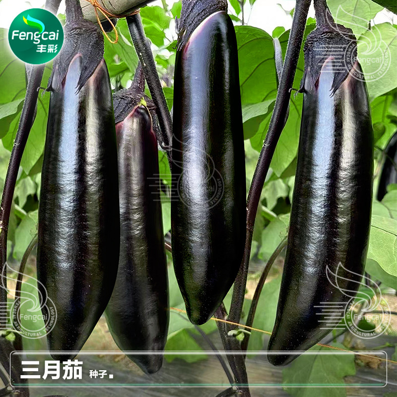 老品种三月茄子种子本地紫黑长茄种籽春季种植四季蔬菜籽种孑大全