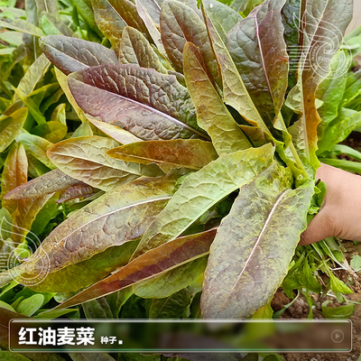 四季红油麦菜种子甜麦速生莜麦菜