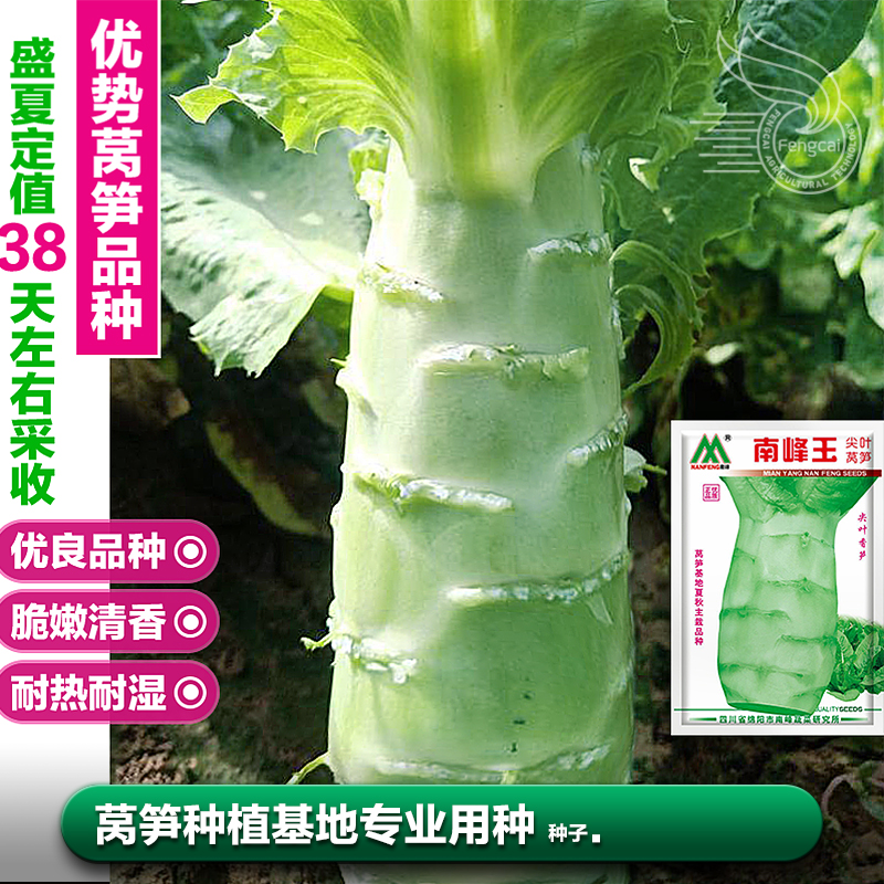 夏季耐热莴笋莴苣种子可四季种植