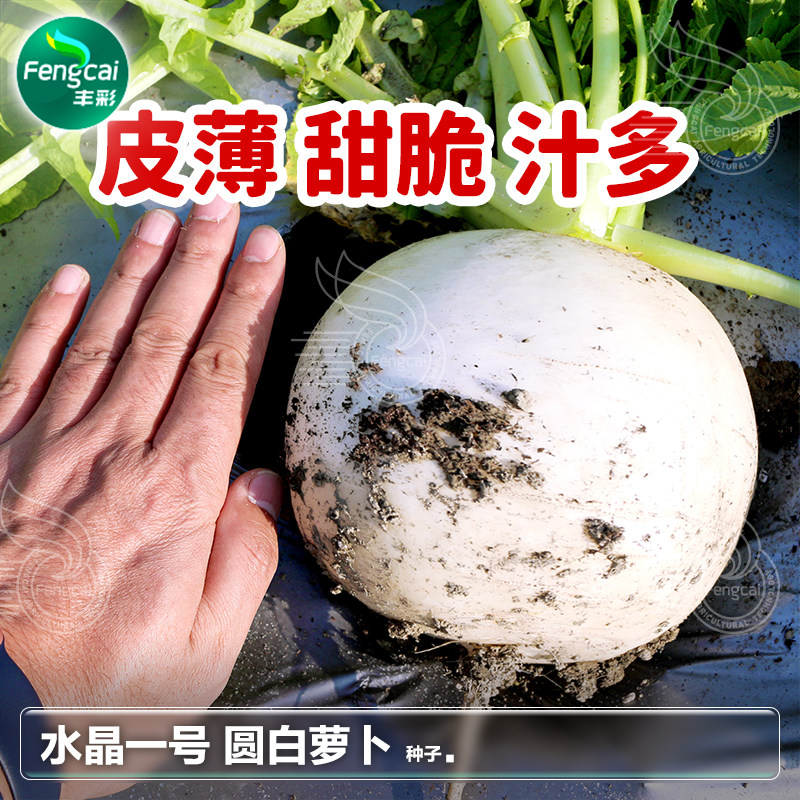 四川圆白萝卜种籽秋后蔬菜籽