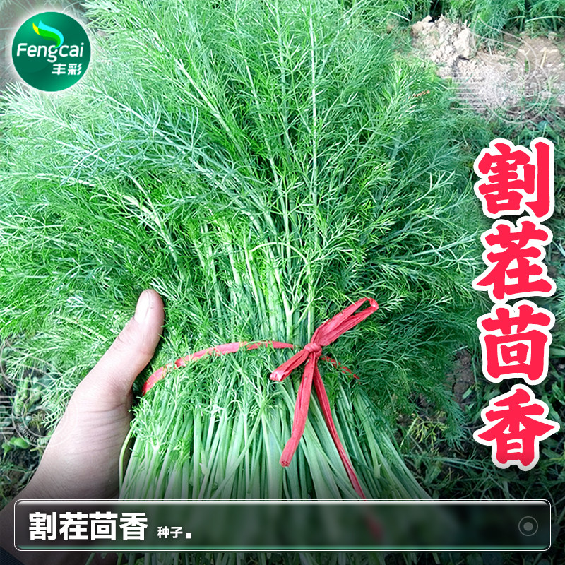优质割茬茴香种籽香料菜多茬四季