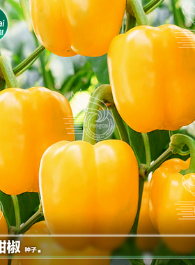 彩椒种籽黄色甜椒种子黄辣椒籽灯笼椒柿子椒苗盆栽蔬菜籽种孑大全