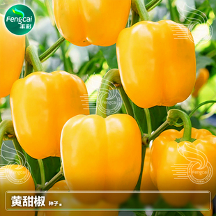 彩椒种籽黄色甜椒种子黄辣椒籽灯笼椒柿子椒苗盆栽蔬菜籽种孑大全
