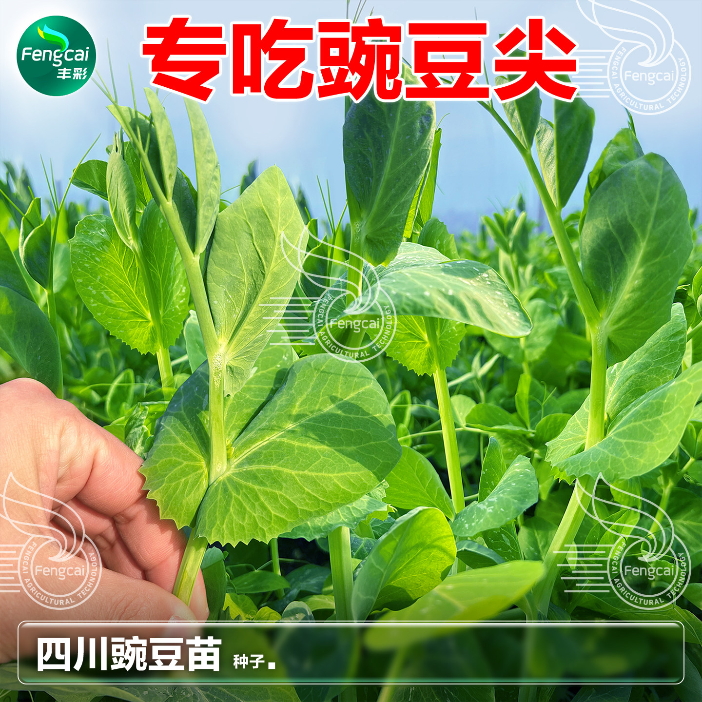 正宗四川豌豆苗尖种子四季蔬菜种