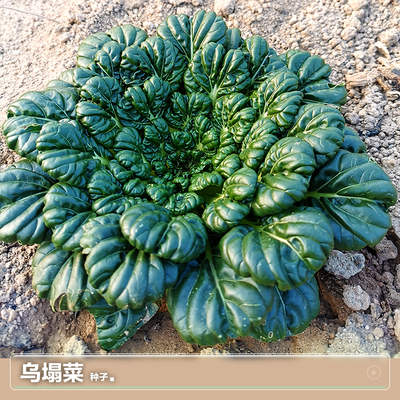 耐寒蔬菜种籽子露地越冬脆嫩鲜美