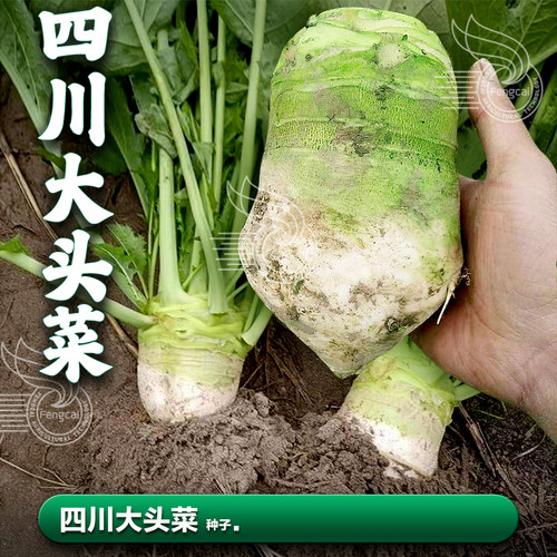四川大头菜籽芥菜疙瘩光头芥种籽
