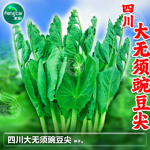 四川种源地发货大无须豌豆尖种子