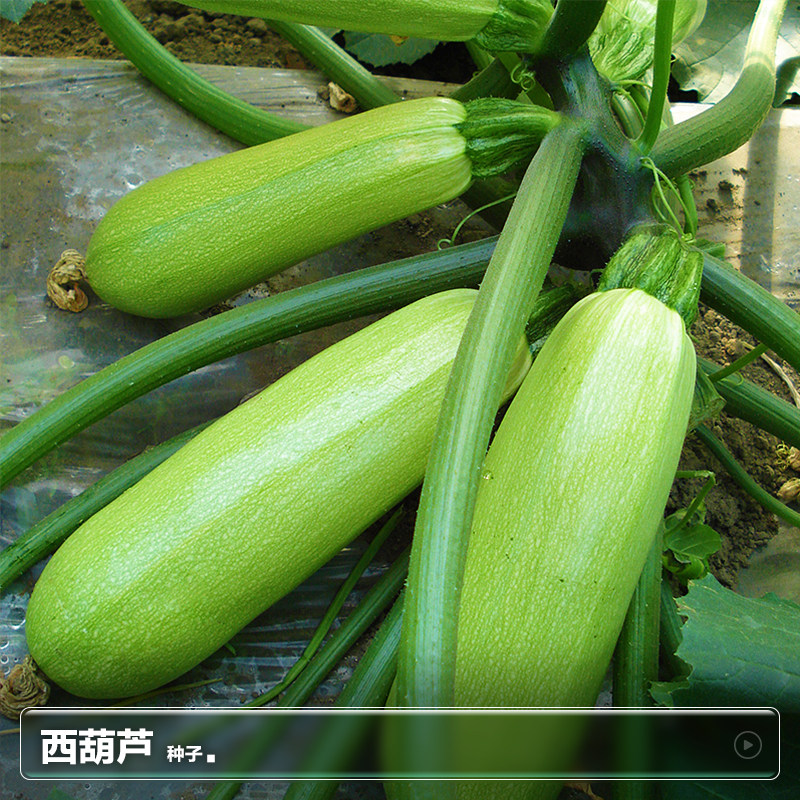 香蕉西葫芦种子西葫芦种籽四季夏季西葫芦苗瓜子阳台蔬菜种孑大全