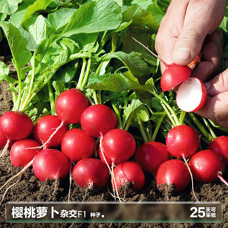 樱桃小萝卜种籽拇指迷你小红萝卜