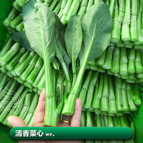 四九菜心耐热抗病小青菜清香鲜嫩