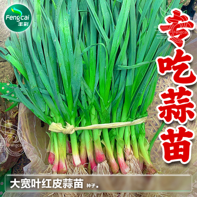 红皮蒜苗种子耐热耐寒春秋季播种