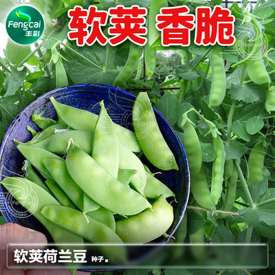 荷兰豆软荚甜豌豆种子菜豌豆种籽豌豆片嫩豆荚秋季阳台蔬菜籽种孑