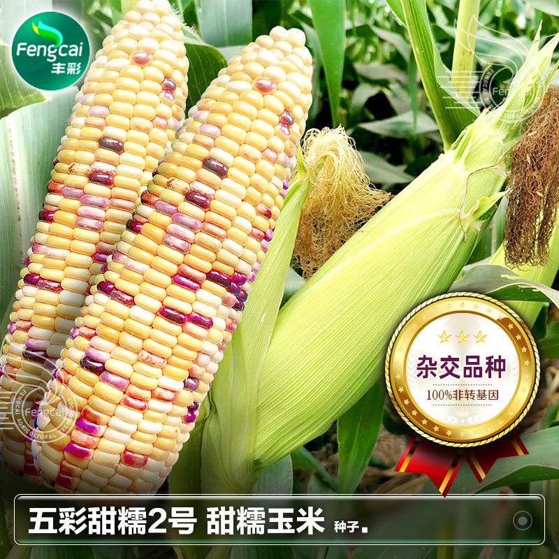非转基因高产五彩甜糯花玉米种子彩色粘糯玉米种籽子蔬菜种孑大全