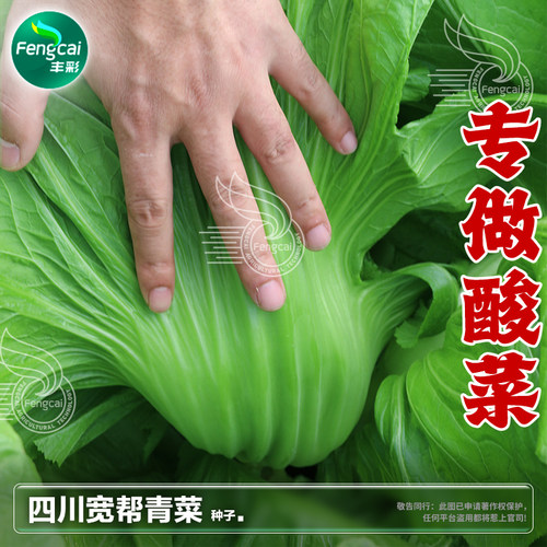 四川宽帮秋季酸菜鱼泡菜芥菜种子