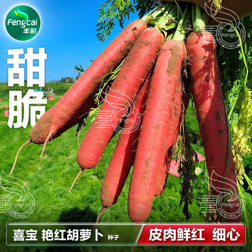 四川红胡萝卜种子秋季蔬菜籽种孑