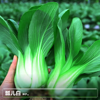 瓢儿白上海青种子高产抗病矮油菜