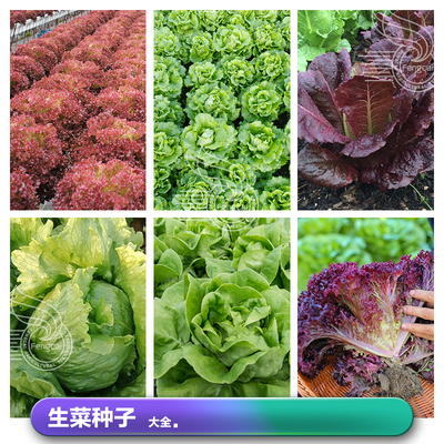 阳台盆栽四季意大利结球生菜种子