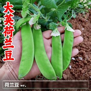 荷兰豆种子甜豌豆苗青豌豆种籽秋季阳台盆栽种植的蔬菜种孑子大全