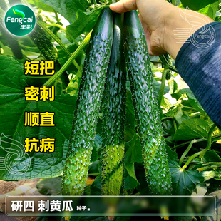 老品种秋黄瓜高产小黄瓜种子 子莱籽春季阳台种植四季蔬菜种孑子