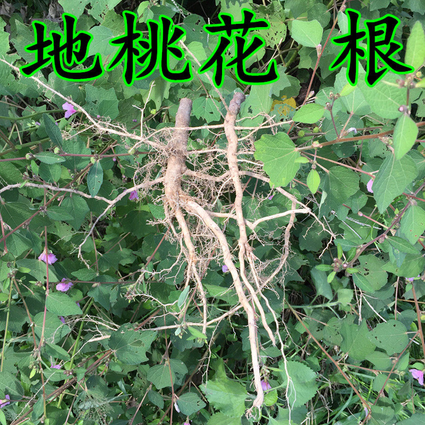 地桃花 粗叶地桃花 消风草 肖焚天花 新鲜晒干自选农家自采