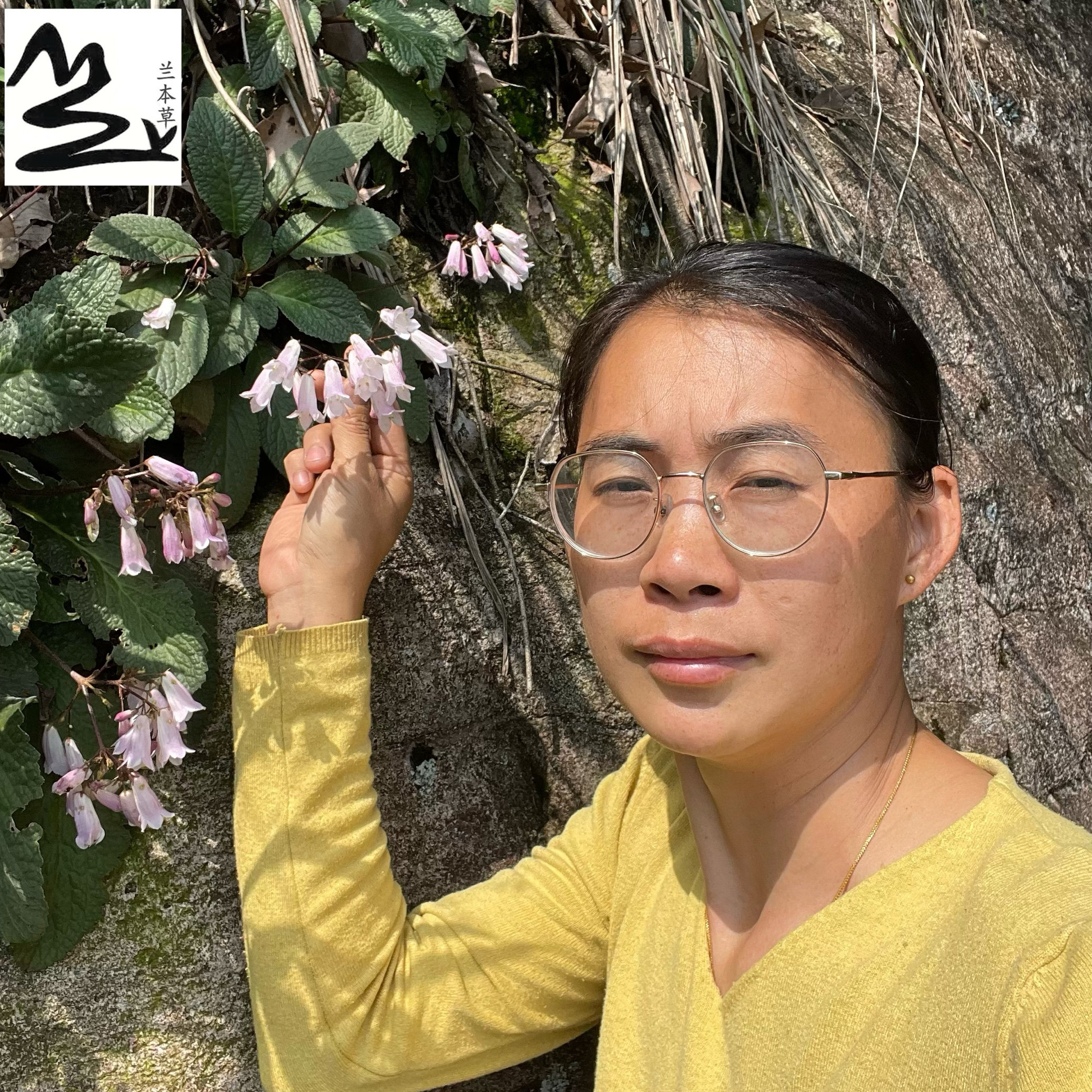 福建石上莲 岩白菜 野生软肝草中草药250克