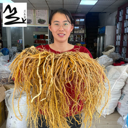 福建新鲜黄花菜根 金针根 萱草根 忘忧草根煲汤食材中草药包邮