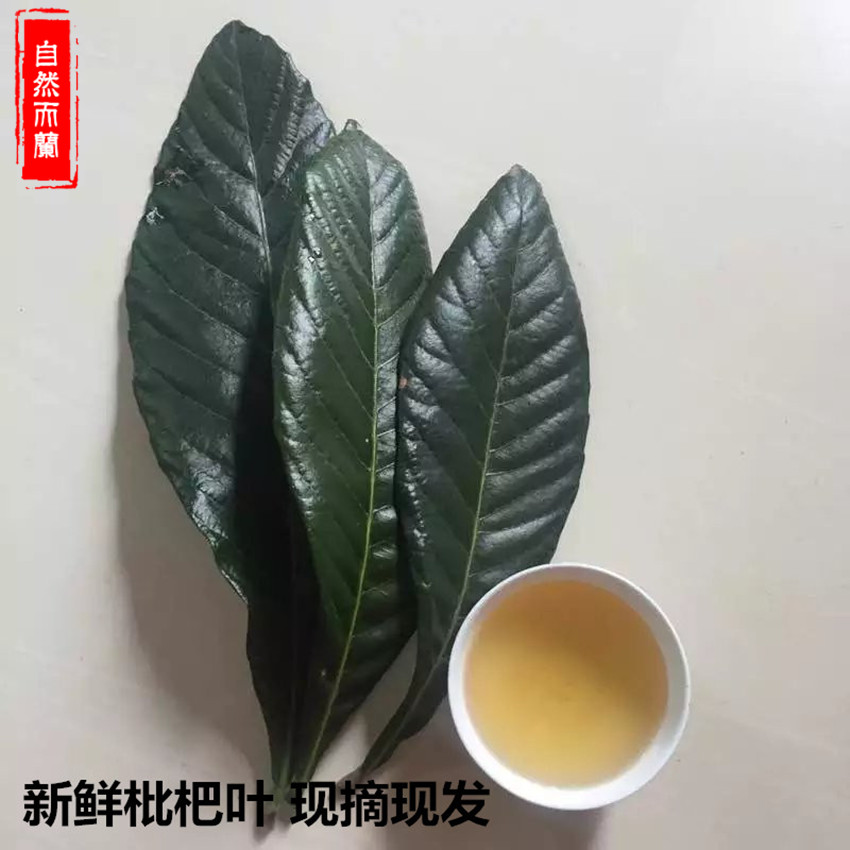 福建枇杷叶 农家高山采摘老枇杷叶新鲜晒干自选琵琶叶